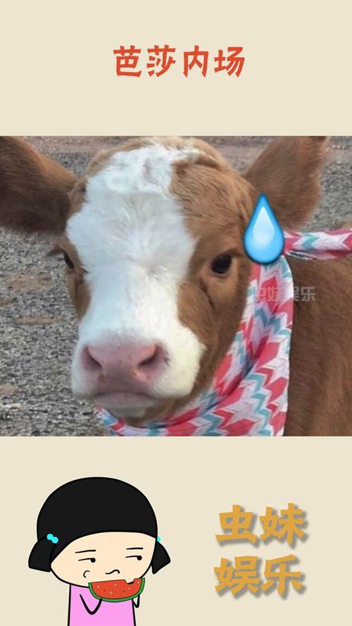 娱乐吃瓜酱章鱼